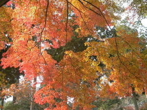 見上げる紅葉は、なんてきれいなんだろう