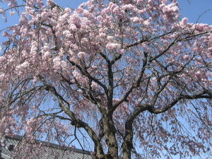 京都西山の桜 京都西山の桜