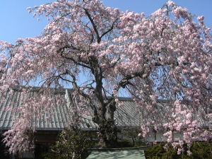 洛西の桜
