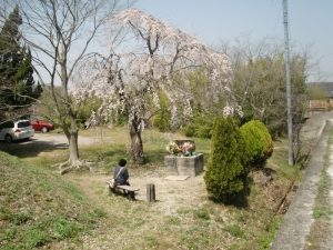 年老いて桜を眺めても、側にロードバイクがあればいいな。